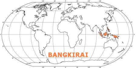 Prkno BANGKIRAI 25x145, délka 2760mm YELLOW BALAU